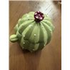 Excelsa Azucarero cactus 200 ml